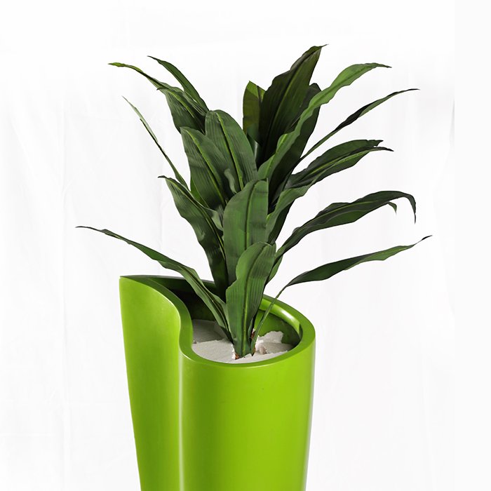 articial drasaena frajarnc