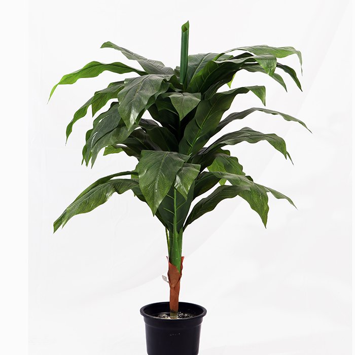 articial drasaena frajarnc ( corn plant )