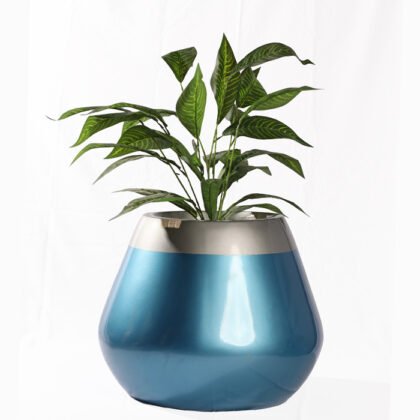 Dracaena fragrans (Corn Plant)