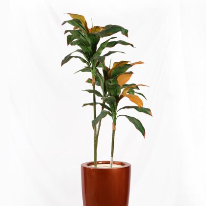 artificial darsenea 2 color