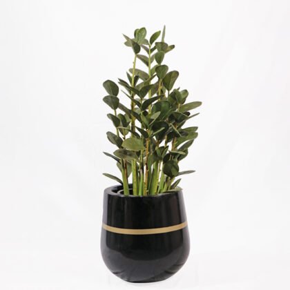 Artificial Zamioculcas Plant