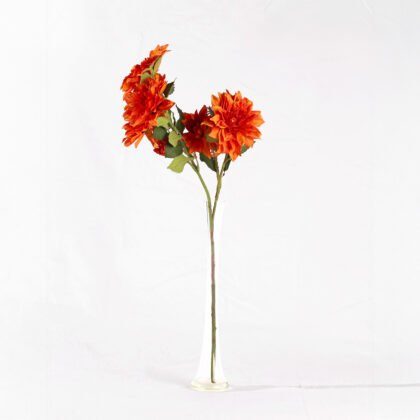 Gladiolus Rose (80cm)