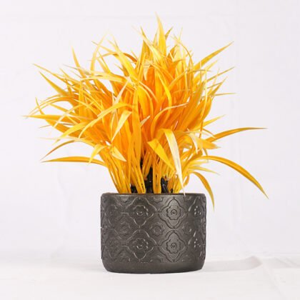 Dwarf Dracaena Color