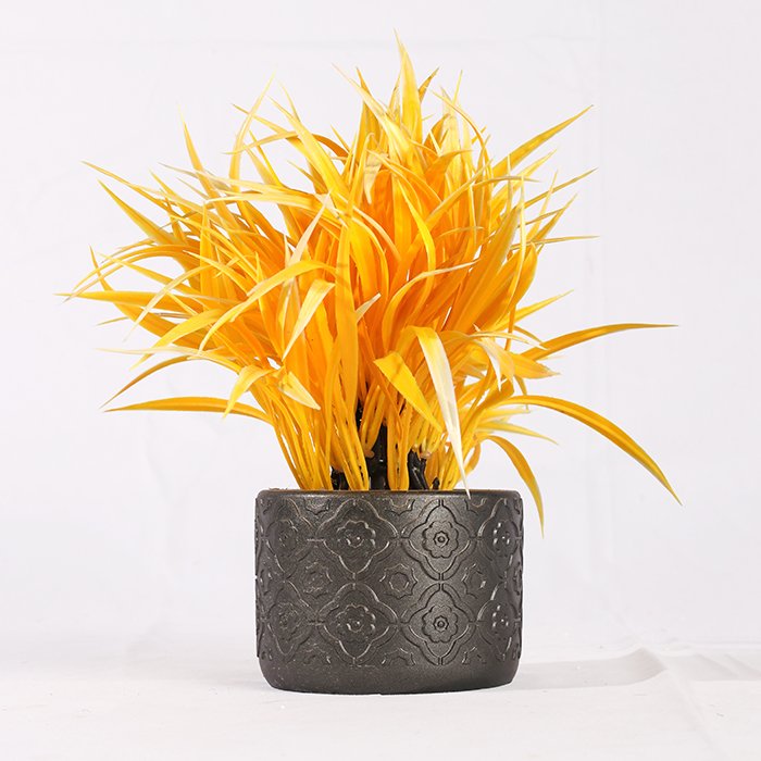 Dwarf Dracaena Color