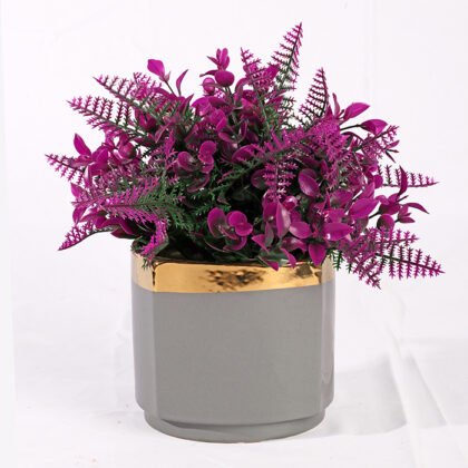 Dwarf Fougere Colors