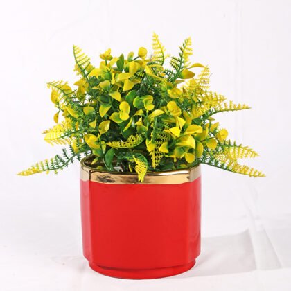 Dwarf Fougere Colors