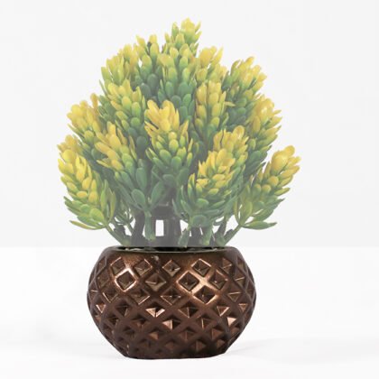 Didis Porcelain Dwarf