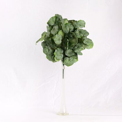 Philodendron Accessory Branch