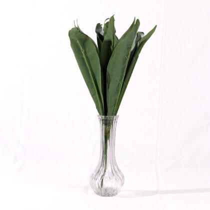 Dracaena Fragrans Branch