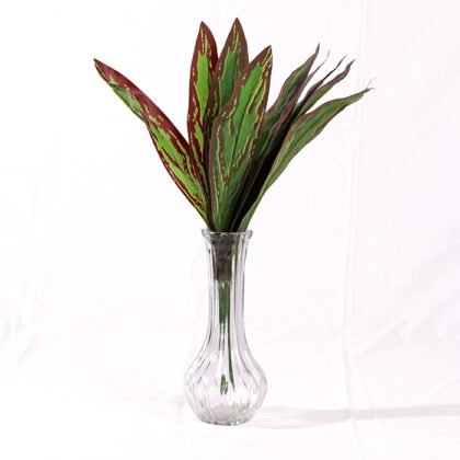 Dracaena Fragrans Branch