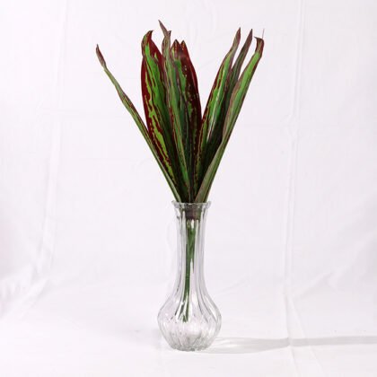 Dracaena Fragrans Branch