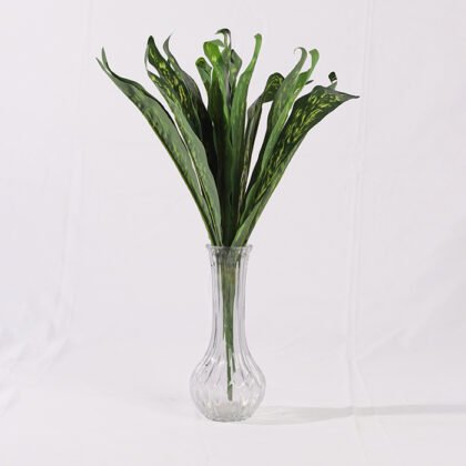 Dracaena Fragrans Branch