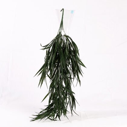 Dracaena Waterfall (70 cm) Accessory
