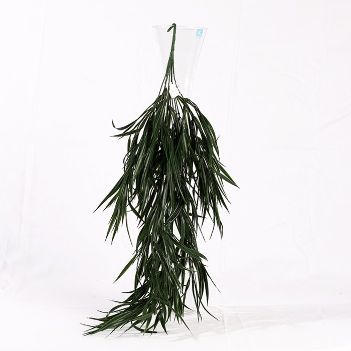 Dracaena Waterfall (70 cm) Accessory