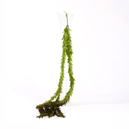 Tooth Waterfall (110 cm) Accessory