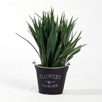 Dwarf Fougere Colors