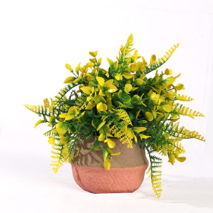 Dwarf Fougere Colors