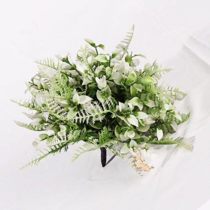 Dwarf Fougere Colors