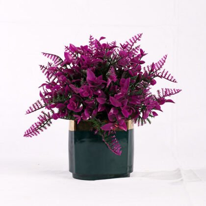 Dwarf Fougere Colors