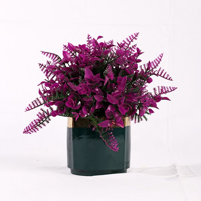 Dwarf Fougere Colors