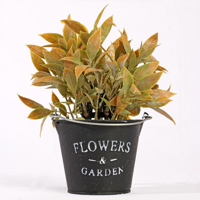 Golden Ornamental Palm