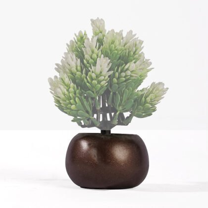 Didis Porcelain Dwarf