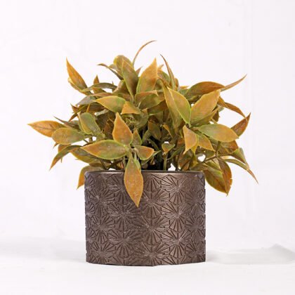 Golden Ornamental Palm